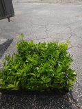 Barbados Acerola Cherry Live Plant - Malpighia emarginata | Tropical Fruit Shrub/Small Tree