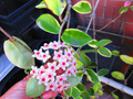 Hoya Krimson Queen Cuttings - Unrooted 3-Stem 12-20" Variegated Indoor Vine