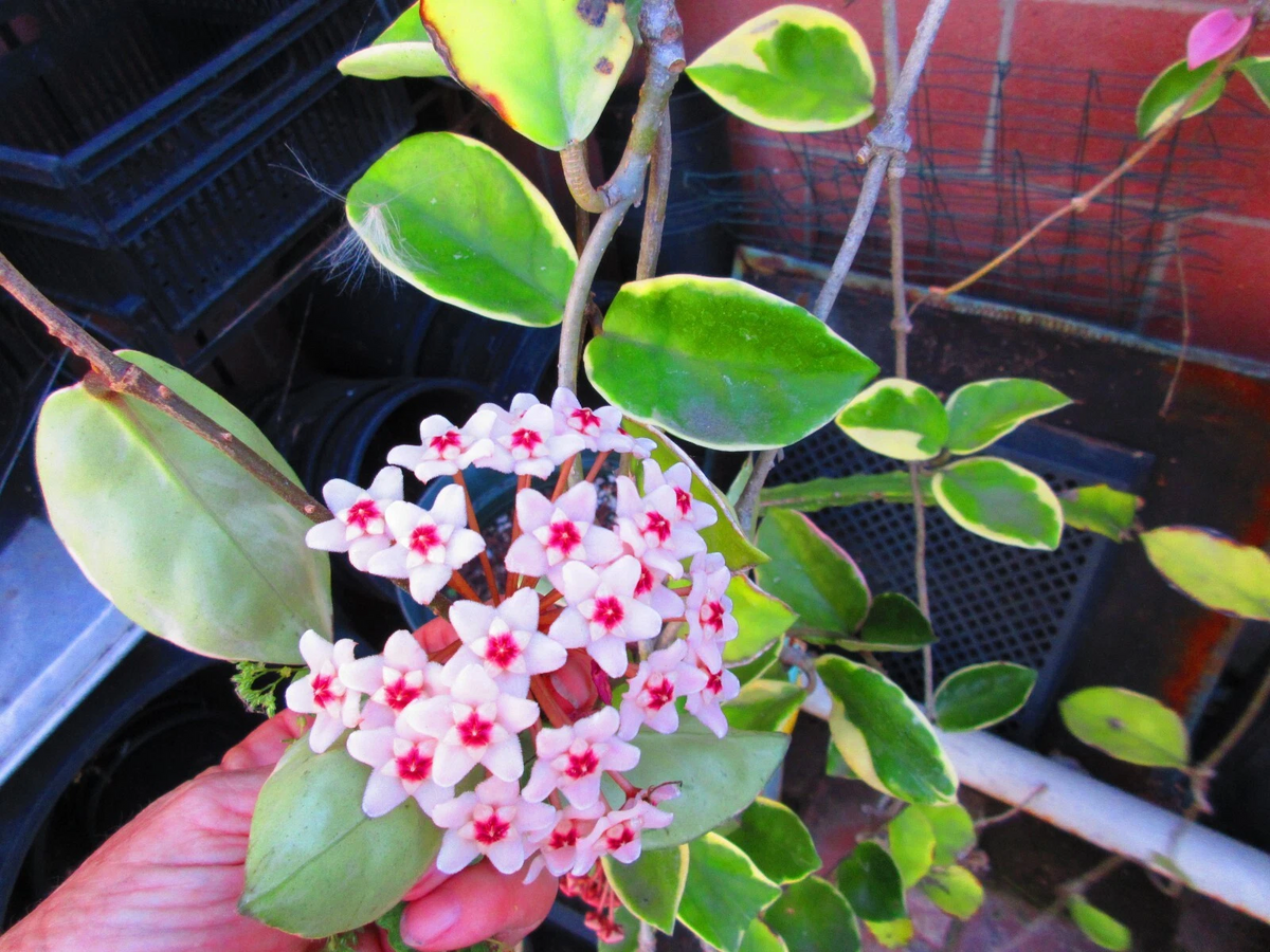 Hoya Krimson Queen Cuttings - Unrooted 3-Stem 12-20" Variegated Indoor Vine