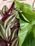 Rooted Cuttings Set – 10 Live Plants: Tradescantia & Arrowhead Vine (Syngonium)
