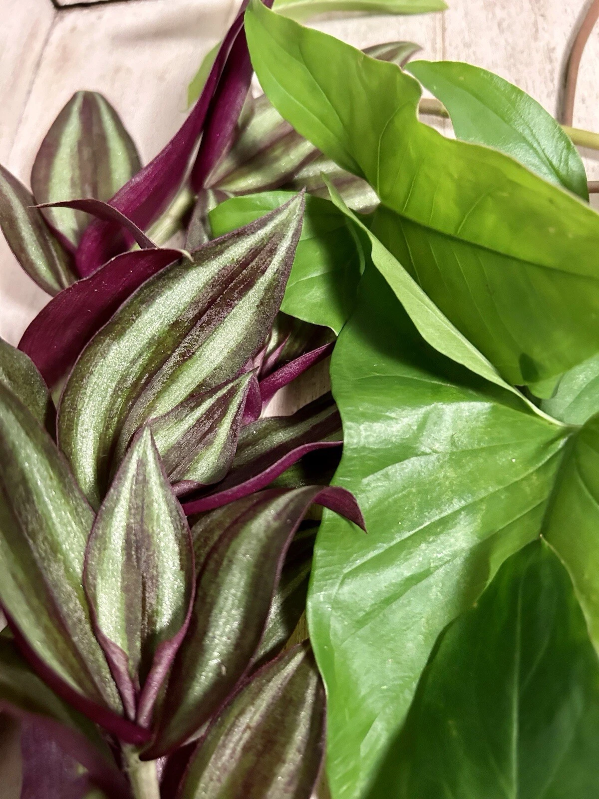 Rooted Cuttings Set – 10 Live Plants: Tradescantia & Arrowhead Vine (Syngonium)