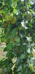 Bartlett Pear Tree Cuttings (Pyrus communis ‘Bartlett’) – 10 Unrooted Scions for Rooting & Grafting
