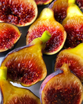 Fignomenal Fig Tree – Live Ficus carica Starter Plant, Dwarf Edible Fig for Pots and Small Gardens