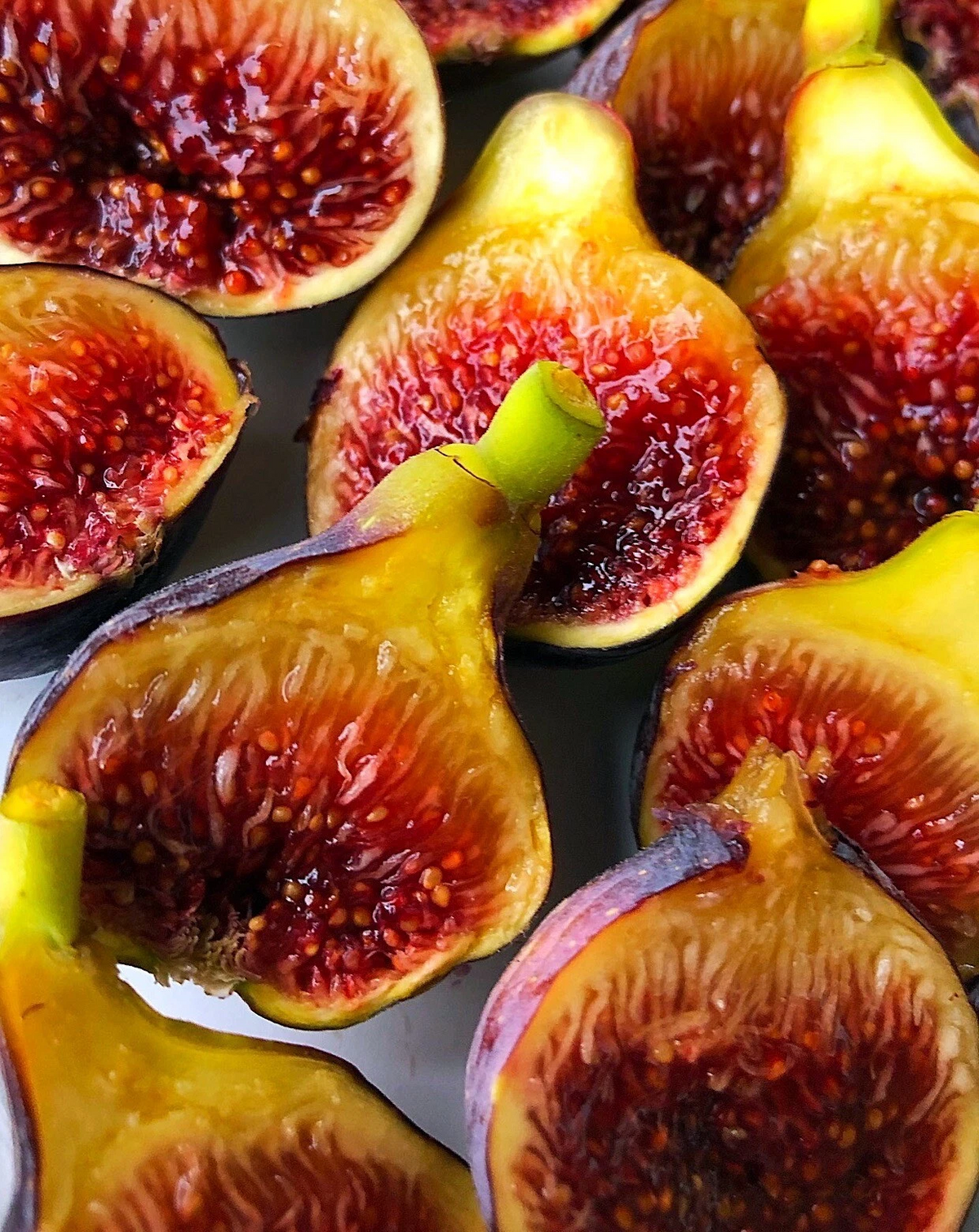 Fignomenal Fig Tree – Live Ficus carica Starter Plant, Dwarf Edible Fig for Pots and Small Gardens