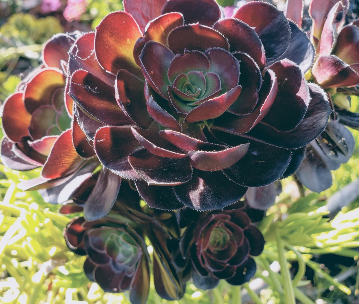 Aeonium arboreum 'Zwartkop' Black Rose Cutting – 3–5 in