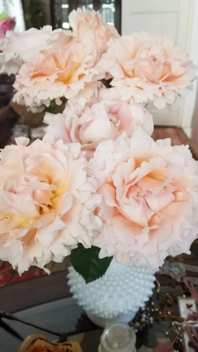 Polka Climbing Rose Cuttings - 10 Unrooted Apricot Stems for Propagation