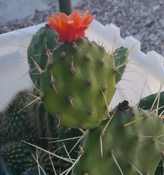 Opuntia paraguayensis Cactus – Prickly Pear, Compact Dark Green Pads with Orange Blooms | Live Plant