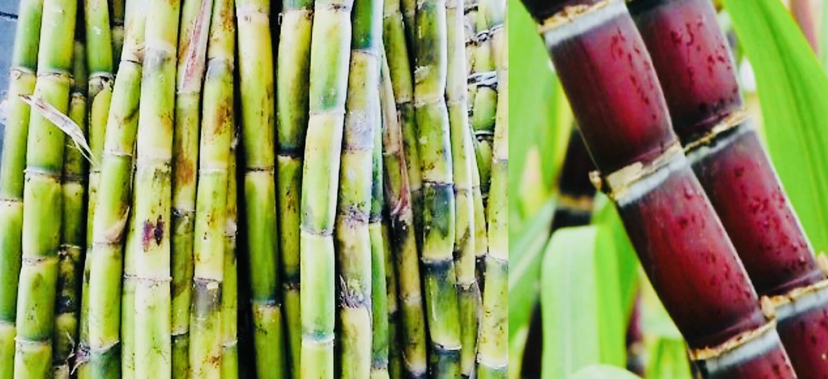 Fresh Cut Sugarcane Sticks – 4 Pieces, Green or Purple, Non-GMO Edible Cane for Chewing or Juicing