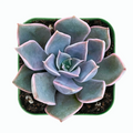 Echeveria Mensa Live Rooted Plant in 2-Inch Planter | Rare Rosette Succulent