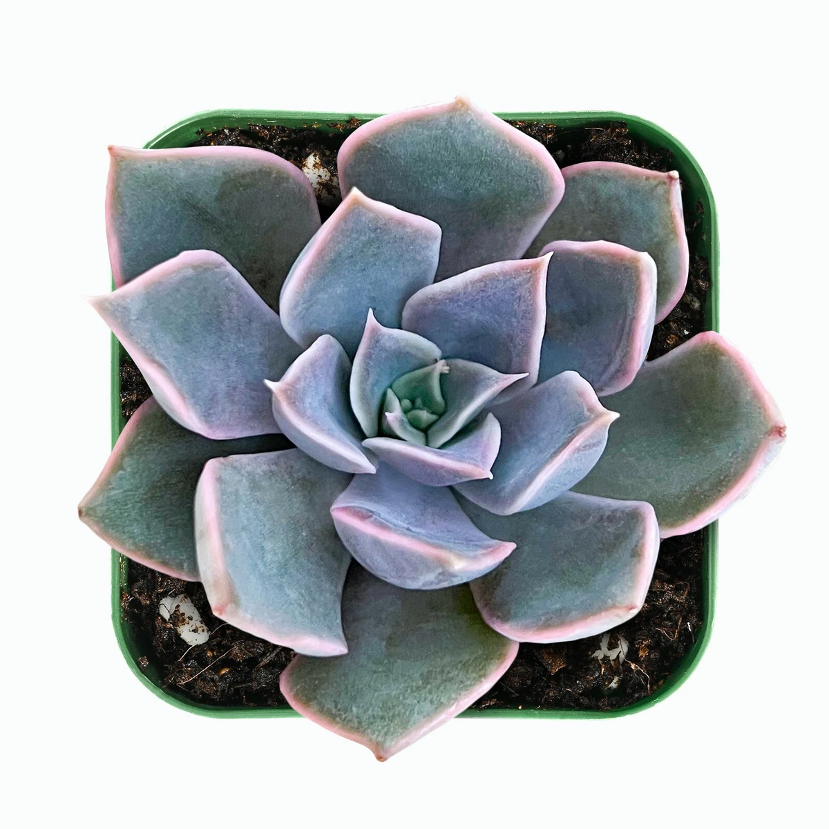 Echeveria Mensa Live Rooted Plant in 2-Inch Planter | Rare Rosette Succulent