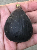 Violette de Bordeaux Fig Cutting - 6" Hardwood Cutting with 2+ Nodes
