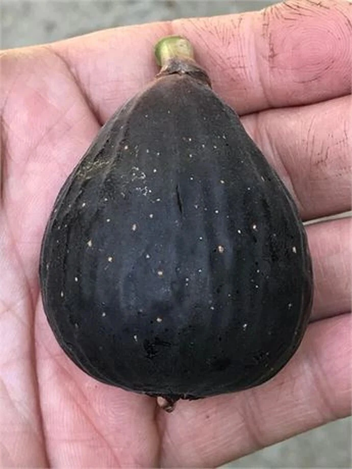 Violette de Bordeaux Fig Cutting - 6" Hardwood Cutting with 2+ Nodes