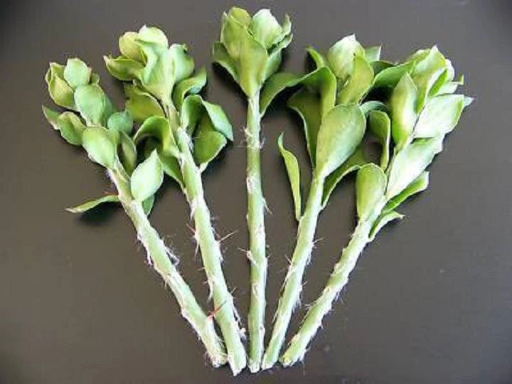 Pereskiopsis spathulata Cuttings – 5 Unrooted 4" Grafting Stock for Propagation