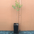 Sour Jujube Rootstock - 1 Live Pot Grafted Ready Ziziphus Rootstock