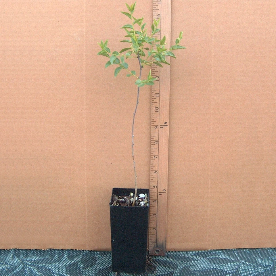 Sour Jujube Rootstock - 1 Live Pot Grafted Ready Ziziphus Rootstock