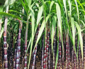 Purple Sugarcane Cuttings (Saccharum officinarum) — 10 Pack, 18" Each with 3–4 Nodes
