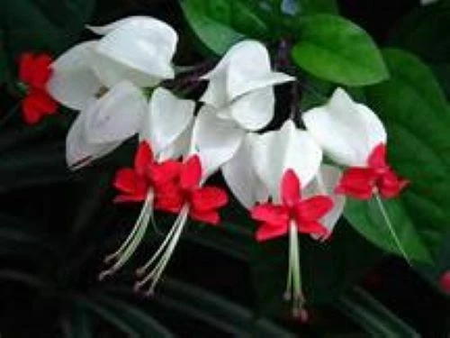 Bleeding Heart Vine Clerodendrum thomsoniae — Rooted Starter Plant with White Bracts and Red Blooms