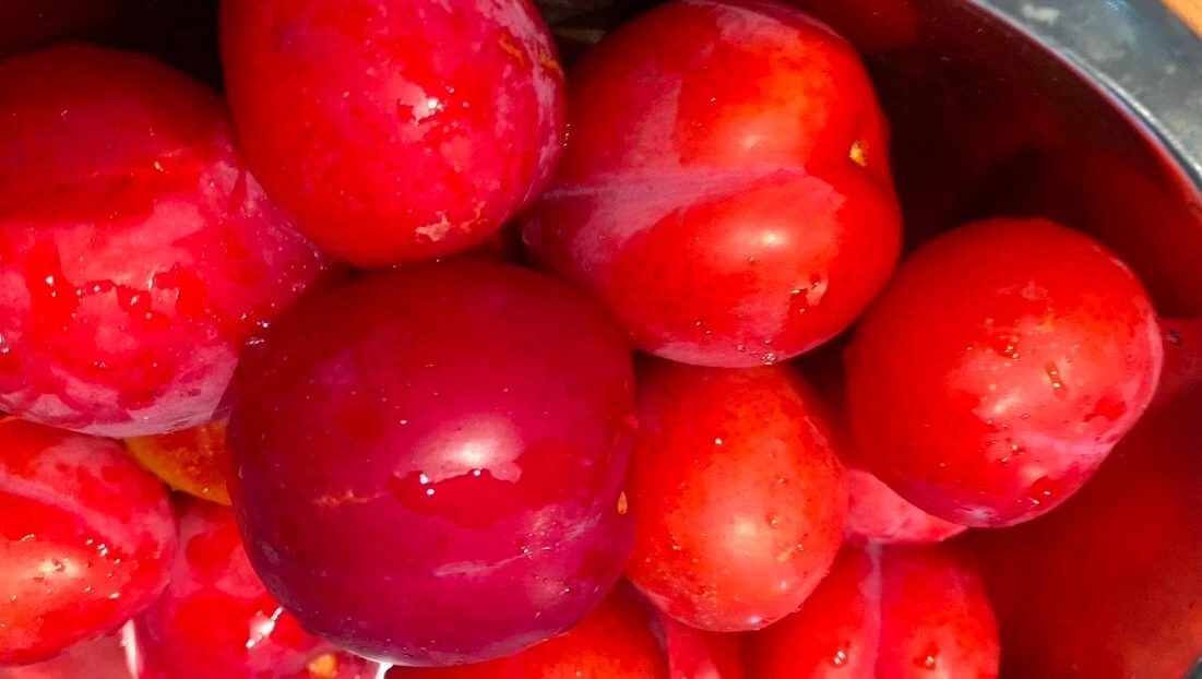 Japanese Red Plum Tree Cuttings (Prunus salicina) – 4 Unrooted 6–8" Stems for Propagation