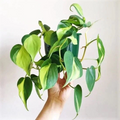 Philodendron Brasil Cuttings – 3 Variegated Heartleaf Cordatum Vines for Rooting