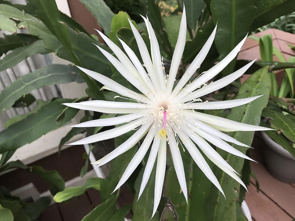 Epiphyllum Night Blooming Cereus Orchid Cactus Cuttings – 3 Hookeri Strictum Stems for Rooting