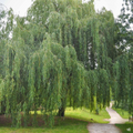 Weeping Willow Cuttings – 20 Unrooted 8–12" Stems Salix babylonica