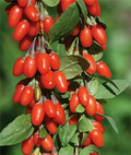 Goji Berry Plants (Lycium barbarum / Lycium chinense) - 3 Rooted Live Plants for Garden or Container