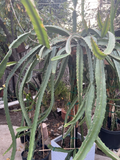 Palora Yellow Dragon Fruit Cuttings (4 x 7–9 in) - Unrooted Selenicereus megalanthus Starter Pack