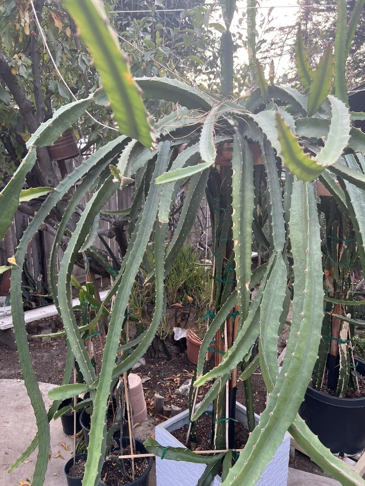 Palora Yellow Dragon Fruit Cuttings (4 x 7–9 in) - Unrooted Selenicereus megalanthus Starter Pack