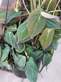 Philodendron Micans Cuttings - 3 Unrooted Velvet Heartleaf Stems