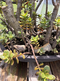 Jade Plant Cuttings Crassula ovata – 2 Unrooted Cuttings (Small Leaf + Big Leaf) 4–6 inches