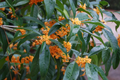 Apricot Echo Sweet Olive Osmanthus fragrans Rooted Starter Plant