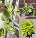 Pothos Cuttings Set – 6 Unrooted Variegated Pothos (2 Marble Queen, 2 Neon/Lemon, 2 N’Joy) for Propagation