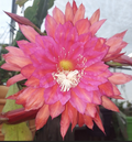 Epiphyllum Slightly Sassy Cutting - Unrooted Orchid Cactus, Large Flowers