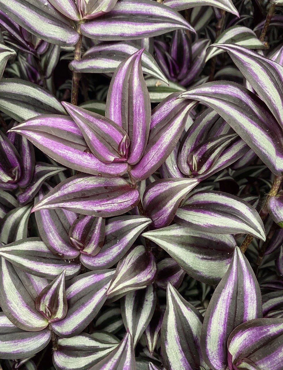 Tradescantia Zebrina Cuttings – 5 Organic Unrooted Wandering Jew Stems for Rooting