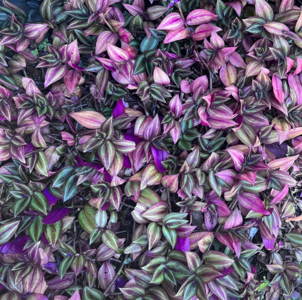 Tradescantia Zebrina Cuttings – 5 Unrooted Stems for Rooting