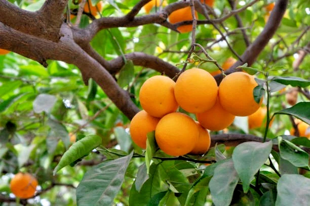 California Navel Orange Scion Cuttings - 5 Unrooted 6-8 Inch Citrus sinensis