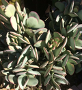Crassula arborescens Silver Dollar Cutting - Unrooted Succulent Stem, Blue-Green Round Leaves