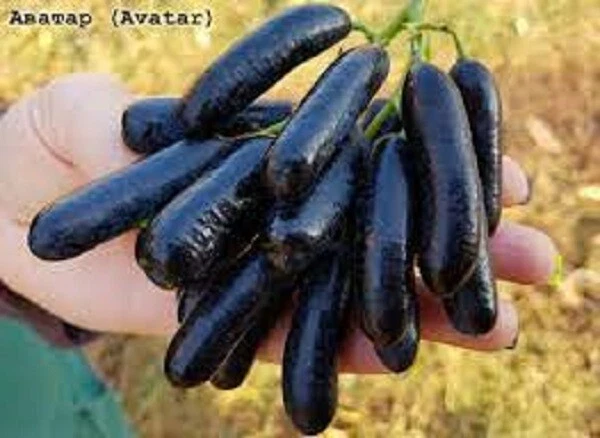 Avatar Seedless Grape Vine - 2 Unrooted Cuttings for Rooting or Grafting