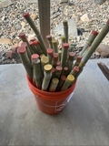 Sugarcane Stalk Cuttings – 3 Fresh Planting Stalks, Tropical Saccharum officinarum