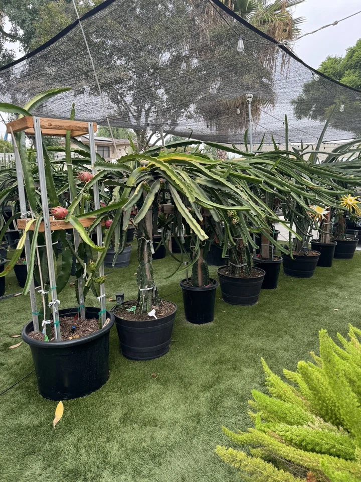 Dragon Fruit Cuttings - 9 Unrooted 8–14" Hylocereus Stem Propagation Set