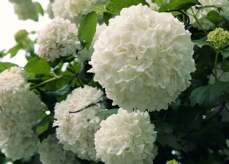 Japanese Snowball Viburnum Hardwood Cuttings - 3 x 6–8" Unrooted Propagation Wood (Viburnum plicatum) NC-Grown