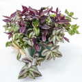 Tradescantia Rhapsody Combo Rooted Starter Plant – 1 Live Trailing Houseplant