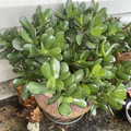Jade Plant Cuttings – 3 Crassula ovata Jade Cuttings for Rooting & Propagation