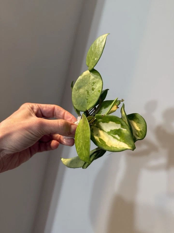 Hoya Variegated Live Cuttings Bundle – 8 Unrooted Variegated Hoya Cuttings