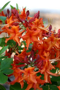 Aromi Red Pepper Azalea - Live Deciduous Rhododendron Starter Plant, Red Spring Blooms
