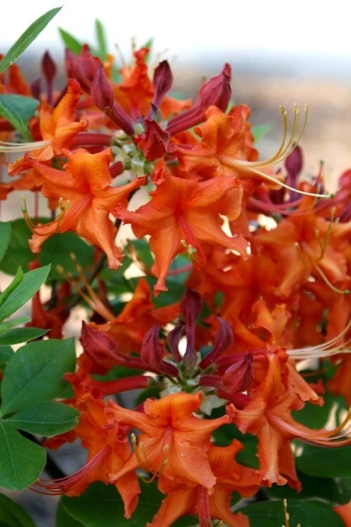 Aromi Red Pepper Azalea - Live Deciduous Rhododendron Starter Plant, Red Spring Blooms