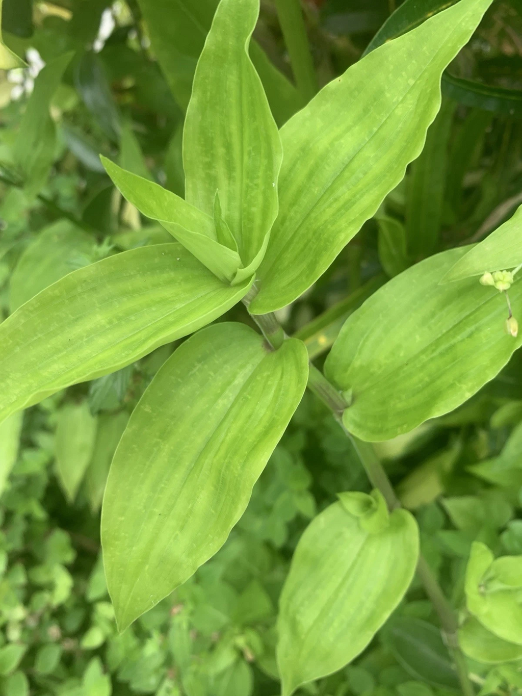 Wandering Jew Lime Tradescantia Green - 7 Unrooted Fresh Cuttings