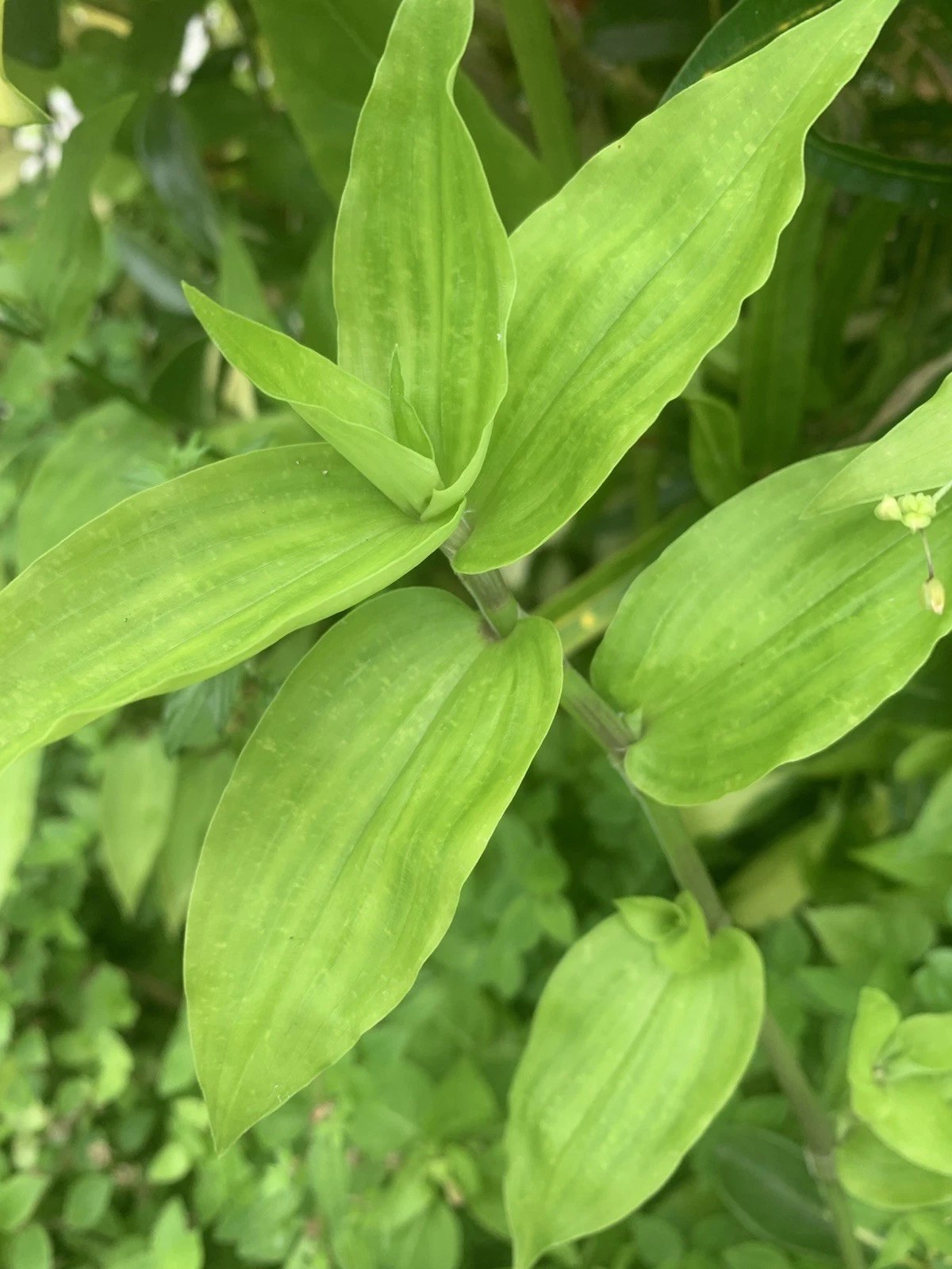 Wandering Jew Lime Tradescantia Green - 7 Unrooted Fresh Cuttings