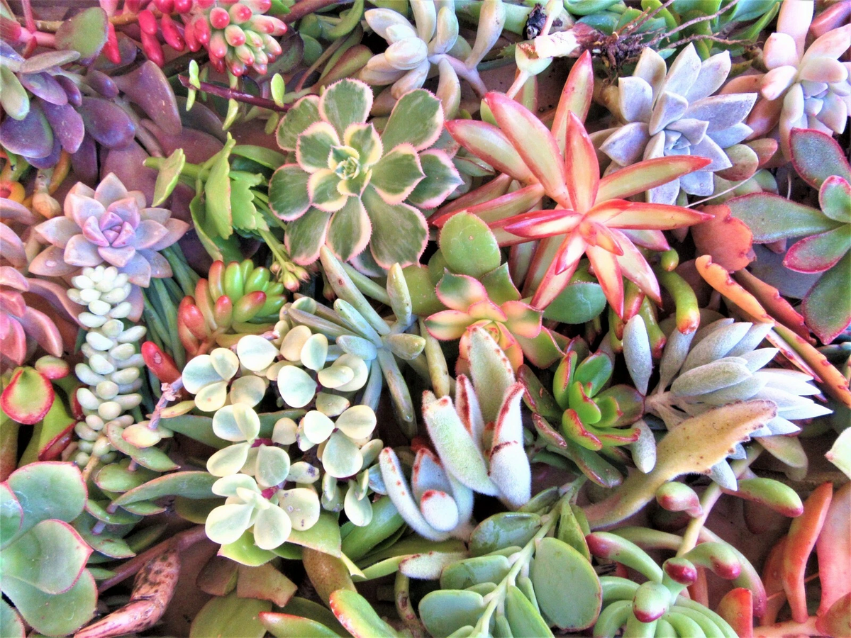 Large Succulent Cuttings Mix – 50 Fresh Cuttings, 25 Varieties, 3–6" Each