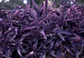 Purple Heart Cuttings (Tradescantia pallida) – 5 Unrooted Organically Grown Cuttings for Propagation